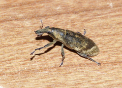 Gasteroclisus
