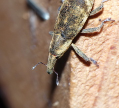 Gasteroclisus