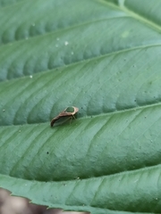 Yelahanka punctata
