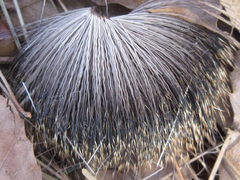 Hydropotes inermis argyropus