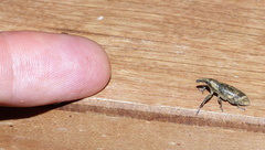 Gasteroclisus