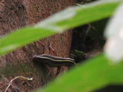 Sphenomorphus sanctus