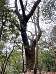 Quercus serrata