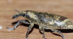 Gasteroclisus