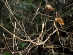 Rhododendron dilatatum dilatatum