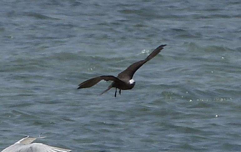Lesser Noddy