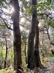 Castanopsis sieboldii