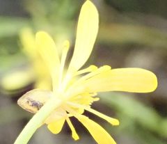Ranunculus glabrifolius