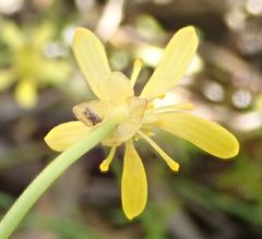 Ranunculus glabrifolius