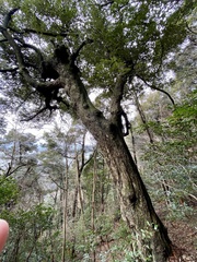 Castanopsis sieboldii