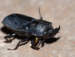 Xiphodontus antilope