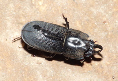 Xiphodontus antilope