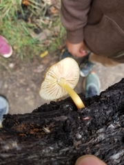 Pluteus romellii