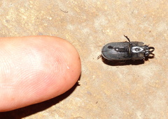 Xiphodontus antilope