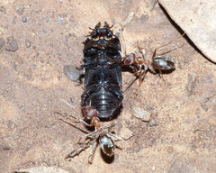 Xiphodontus antilope