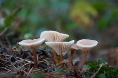 Lentinellus omphalodes