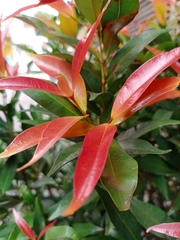 Syzygium myrtifolium