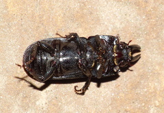 Xiphodontus antilope