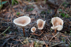 Lentinellus omphalodes