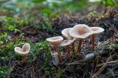 Lentinellus omphalodes