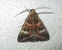 Cerocala vermiculosa