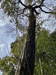 Castanea crenata