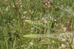 Triticum dicoccoides