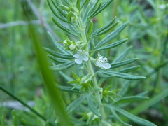 Teucrium africanum