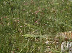 Triticum dicoccoides