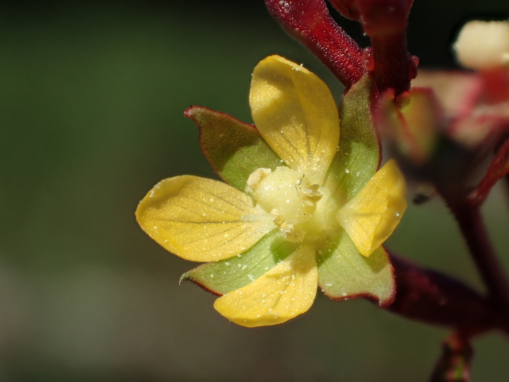 細葉水丁香 草龍 顯花植物分類學跑台名錄 Inaturalist