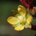 Ludwigia hyssopifolia - Photo no hay derechos reservados, subido por 葉子