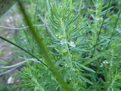 Teucrium africanum