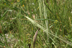 Triticum dicoccoides