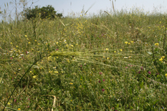 Triticum dicoccoides