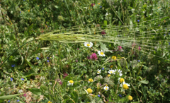 Triticum dicoccoides
