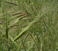 Triticum dicoccoides