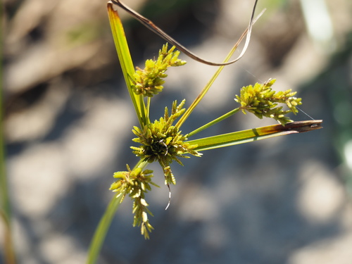 Ricefield flatsedge (Cyperus iria)