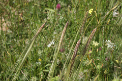 Hordeum spontaneum