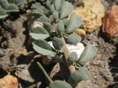 Hermannia trifoliata