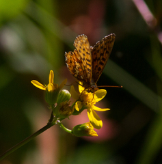 Boloria chariclea