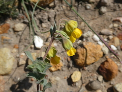 Hermannia trifoliata