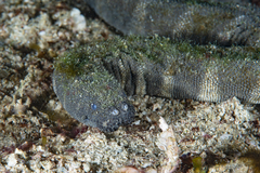 Acrochordus granulatus