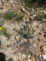 Hermannia trifoliata