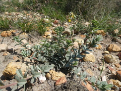 Hermannia trifoliata