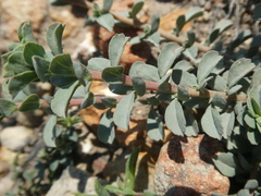 Hermannia trifoliata