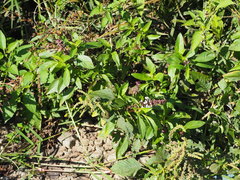 Sweet basil
