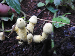 Leucocoprinus medioflavus