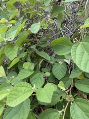 Grewia latifolia