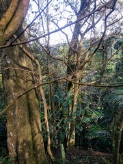 Homalium cochinchinense