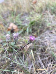 Erigeron acris serotinus